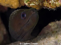 Undulated Moray by Cigdem Cooper 